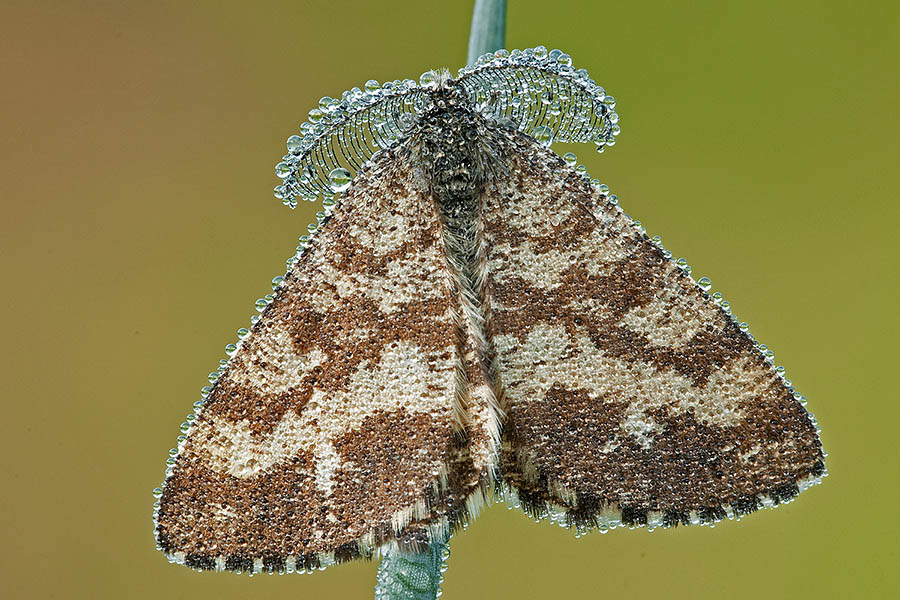 falena da identificare - Ematurga atomaria